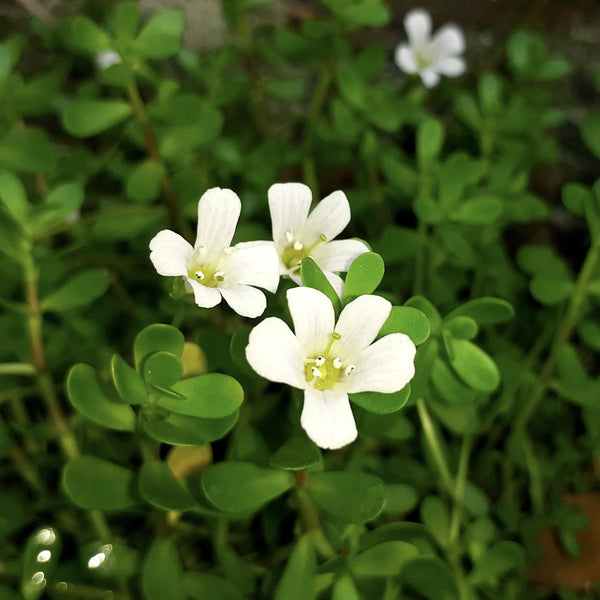 Brahmi